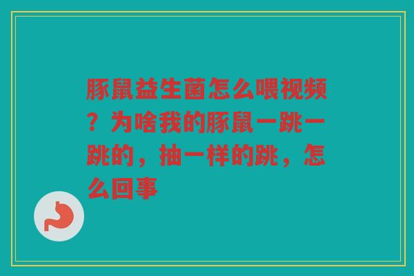 豚鼠益生菌怎么喂视频？为啥我的豚鼠一跳一跳的，抽一样的跳，怎么回事