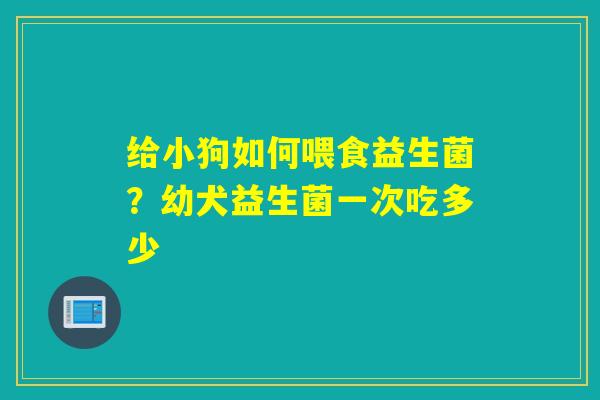 给小狗如何喂食益生菌？幼犬益生菌一次吃多少