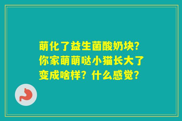 萌化了益生菌酸奶块？你家萌萌哒小猫长大了变成啥样？什么感觉？