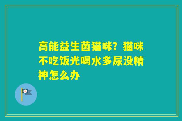 高能益生菌猫咪？猫咪不吃饭光喝水多尿没精神怎么办