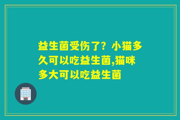 益生菌受伤了？小猫多久可以吃益生菌,猫咪多大可以吃益生菌