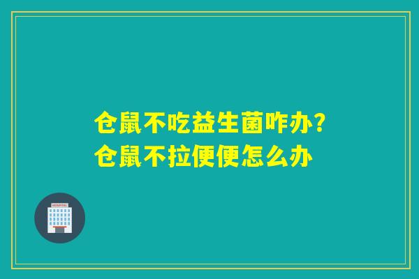 仓鼠不吃益生菌咋办？仓鼠不拉便便怎么办