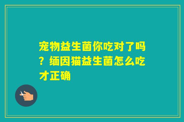 宠物益生菌你吃对了吗？缅因猫益生菌怎么吃才正确