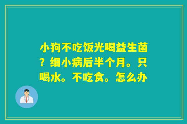 小狗不吃饭光喝益生菌？细小后半个月。只喝水。不吃食。怎么办