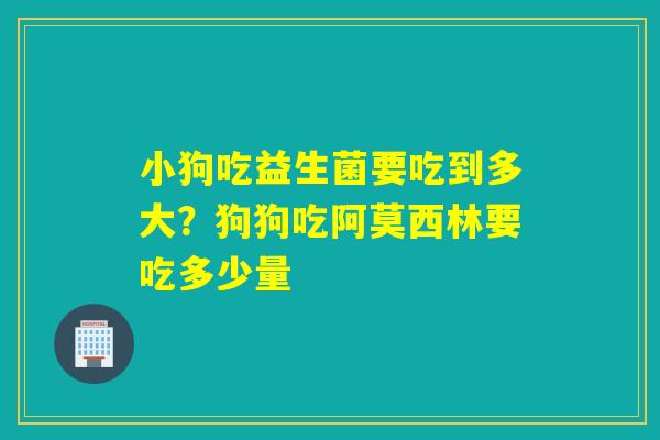 小狗吃益生菌要吃到多大?狗狗吃阿莫西林要吃多少量 小狗吃益生菌要吃到多大?狗狗吃阿莫西林要吃多少量