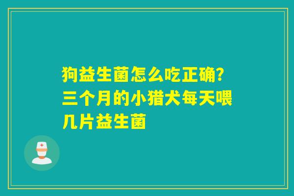 狗益生菌怎么吃正确?三个月的小猎犬每天喂几片益生菌 狗益生菌怎么吃正确?三个月的小猎犬每天喂几片益生菌