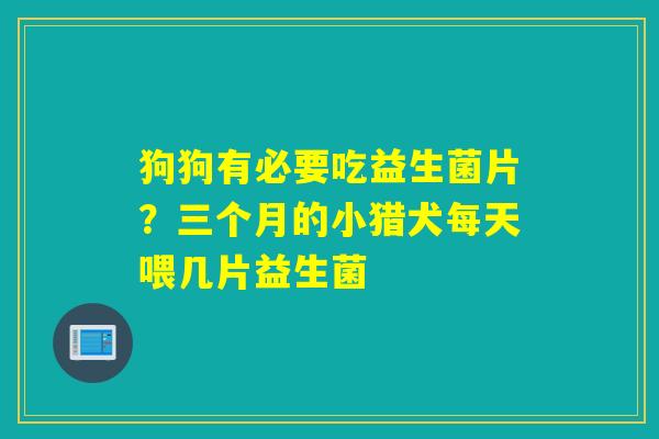 狗狗有必要吃益生菌片？三个月的小猎犬每天喂几片益生菌