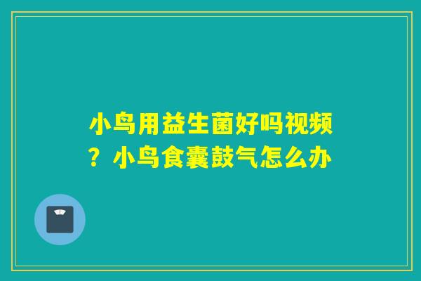 小鸟用益生菌好吗视频？小鸟食囊鼓气怎么办