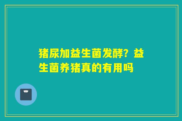 猪尿加益生菌发酵？益生菌养猪真的有用吗