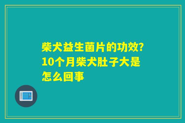 柴犬益生菌片的功效？10个月柴犬肚子大是怎么回事