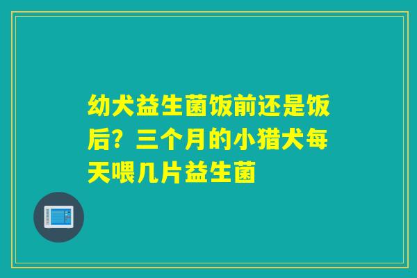 幼犬益生菌饭前还是饭后?三个月的小猎犬每天喂几片益生菌 幼犬益生菌饭前还是饭后?三个月的小猎犬每天喂几片益生菌