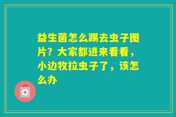 益生菌怎么踢去虫子图片?大家都进来看看,小边牧拉虫子了,该怎么办 益生菌怎么踢去虫子图片?大家都进来看看,小边牧拉虫子了,该怎么办