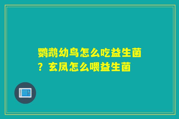 鹦鹉幼鸟怎么吃益生菌?玄凤怎么喂益生菌 鹦鹉幼鸟怎么吃益生菌?玄凤怎么喂益生菌
