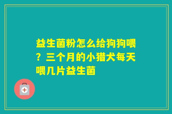 益生菌粉怎么给狗狗喂？三个月的小猎犬每天喂几片益生菌