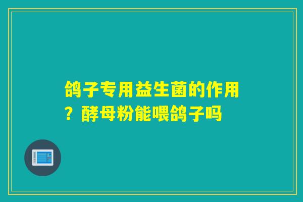 鸽子专用益生菌的作用？酵母粉能喂鸽子吗