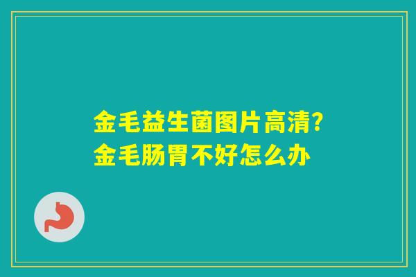 金毛益生菌图片高清？金毛肠胃不好怎么办