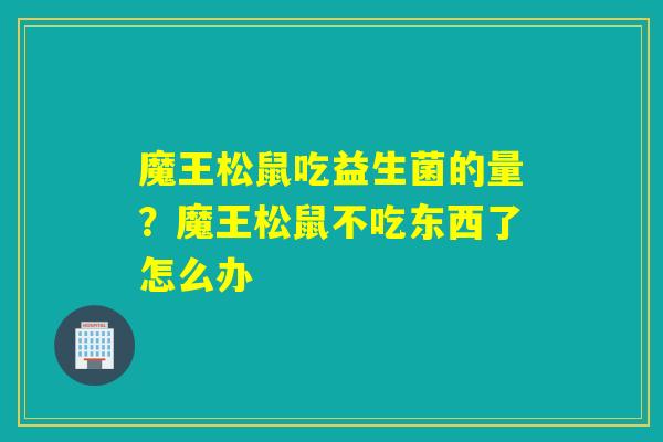 魔王松鼠吃益生菌的量？魔王松鼠不吃东西了怎么办