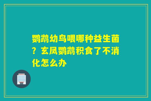 鹦鹉幼鸟喂哪种益生菌？玄凤鹦鹉积食了不消化怎么办