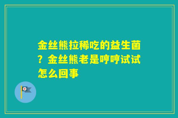 金丝熊拉稀吃的益生菌？金丝熊老是哼哼试试怎么回事