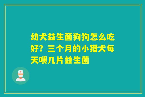 幼犬益生菌狗狗怎么吃好？三个月的小猎犬每天喂几片益生菌