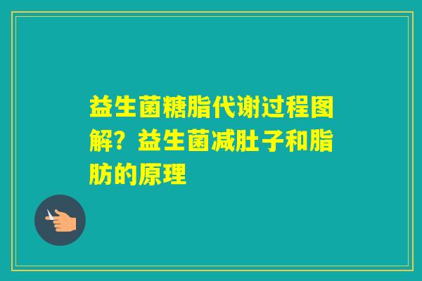 益生菌糖脂代谢过程图解？益生菌减肚子和脂肪的原理