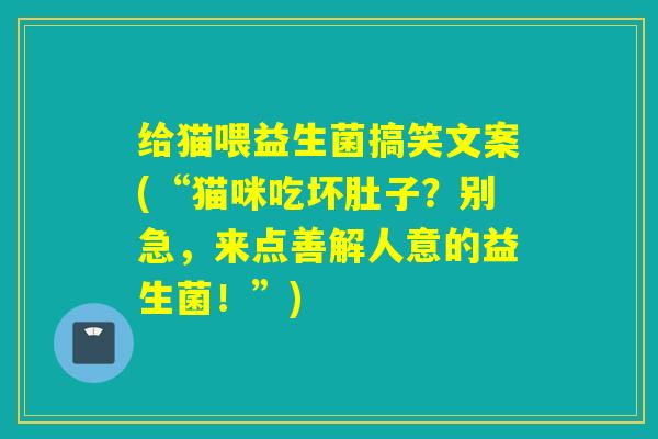 给猫喂益生菌搞笑文案(“猫咪吃坏肚子？别急，来点善解人意的益生菌！”)