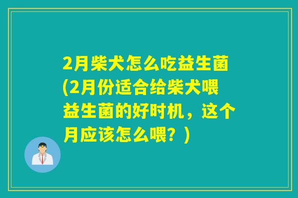 2月柴犬怎么吃益生菌(2月份适合给柴犬喂益生菌的好时机,这个月应该怎么喂?) 2月柴犬怎么吃益生菌(2月份适合给柴犬喂益生菌的好时机,这个月应该怎么喂?)
