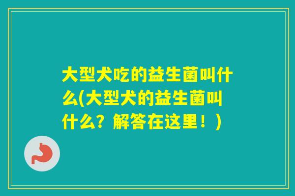 大型犬吃的益生菌叫什么(大型犬的益生菌叫什么？解答在这里！)
