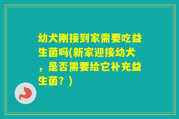 幼犬刚接到家需要吃益生菌吗(新家迎接幼犬,是否需要给它补充益生菌?) 幼犬刚接到家需要吃益生菌吗(新家迎接幼犬,是否需要给它补充益生菌?)