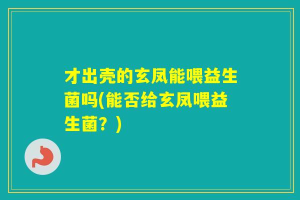 才出壳的玄凤能喂益生菌吗(能否给玄凤喂益生菌？)