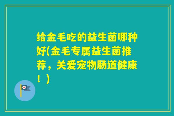 给金毛吃的益生菌哪种好(金毛专属益生菌推荐，关爱宠物肠道健康！)