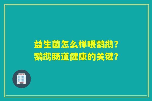 益生菌怎么样喂鹦鹉？鹦鹉肠道健康的关键？