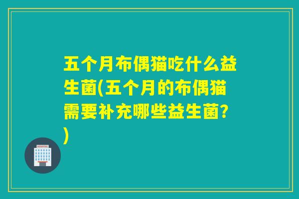 五个月布偶猫吃什么益生菌(五个月的布偶猫需要补充哪些益生菌？)