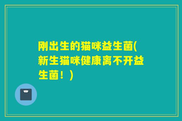 刚出生的猫咪益生菌(新生猫咪健康离不开益生菌！)