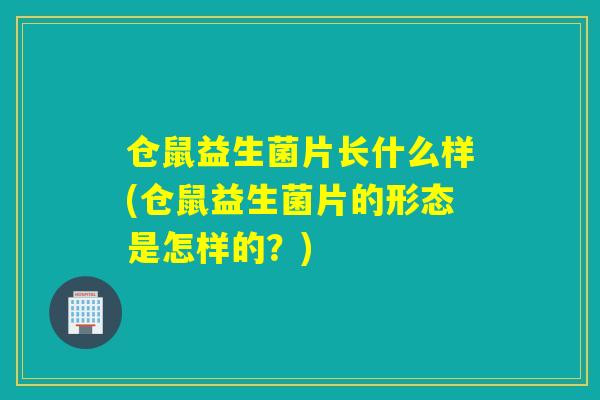 仓鼠益生菌片长什么样(仓鼠益生菌片的形态是怎样的？)