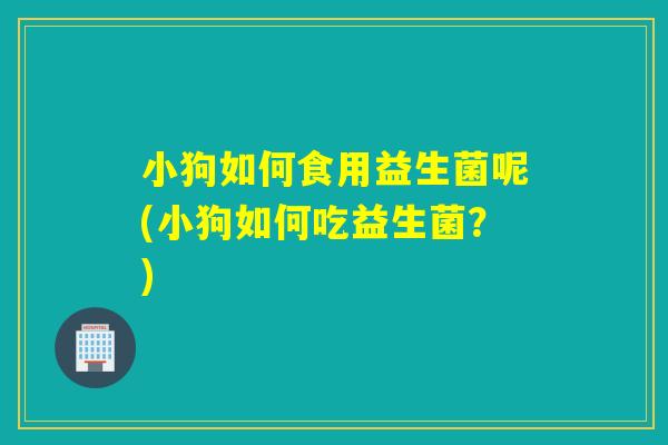 小狗如何食用益生菌呢(小狗如何吃益生菌？)