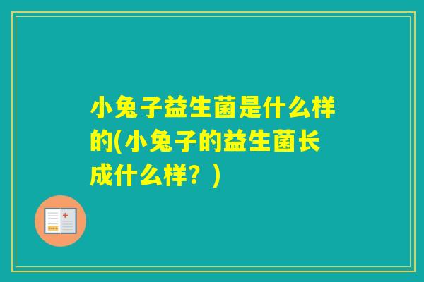 小兔子益生菌是什么样的(小兔子的益生菌长成什么样?) 小兔子益生菌是什么样的(小兔子的益生菌长成什么样?)
