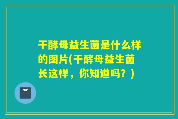 干酵母益生菌是什么样的图片(干酵母益生菌长这样，你知道吗？)