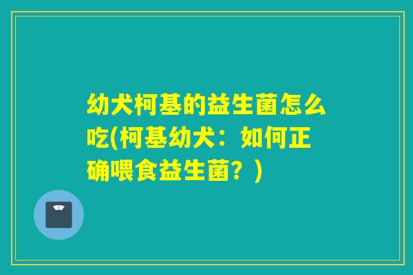 幼犬柯基的益生菌怎么吃(柯基幼犬：如何正确喂食益生菌？)
