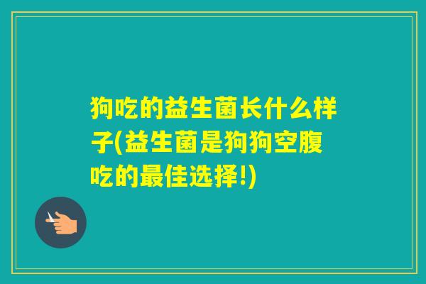 狗吃的益生菌长什么样子(益生菌是狗狗空腹吃的佳选择!)