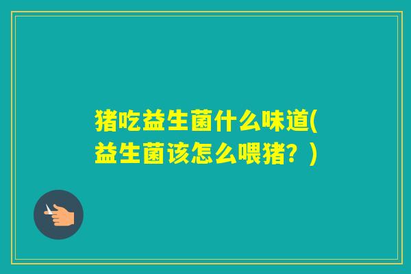 猪吃益生菌什么味道(益生菌该怎么喂猪？)