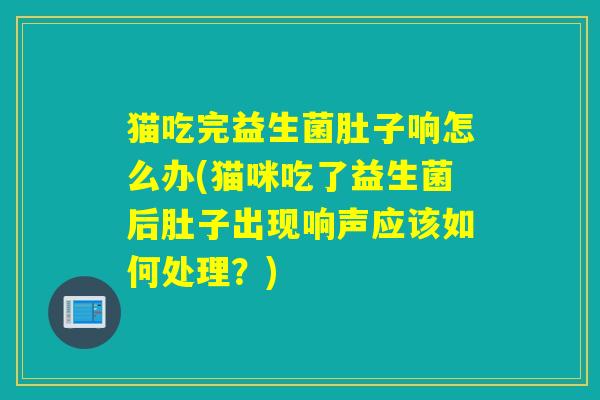 猫吃完益生菌肚子响怎么办(猫咪吃了益生菌后肚子出现响声应该如何处理？)
