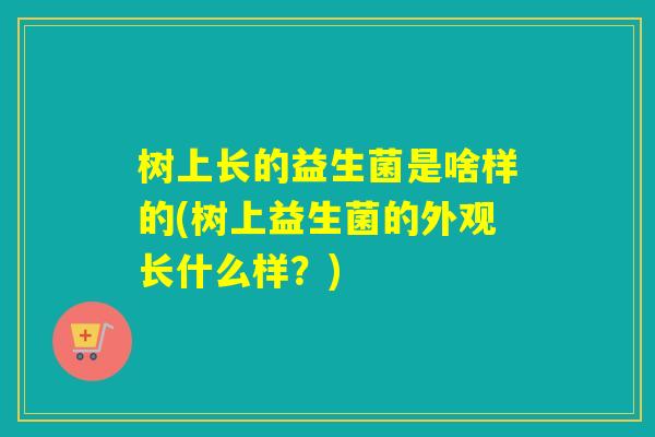 树上长的益生菌是啥样的(树上益生菌的外观长什么样？)
