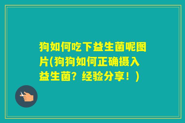 狗如何吃下益生菌呢图片(狗狗如何正确摄入益生菌?经验分享!) 狗如何吃下益生菌呢图片(狗狗如何正确摄入益生菌?经验分享!)