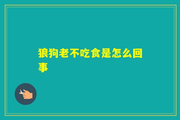 狼狗老不吃食是怎么回事