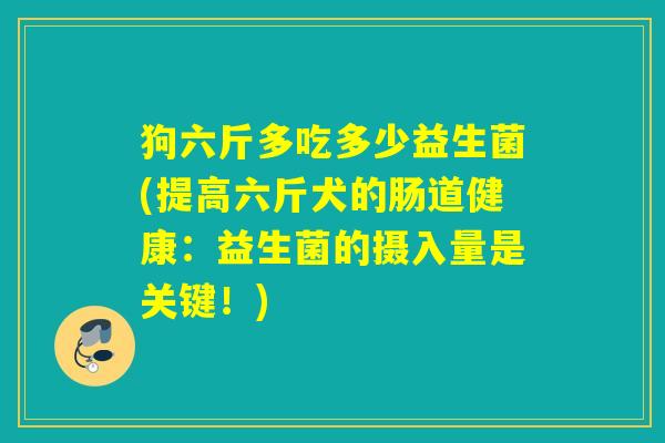 狗六斤多吃多少益生菌(提高六斤犬的肠道健康：益生菌的摄入量是关键！)