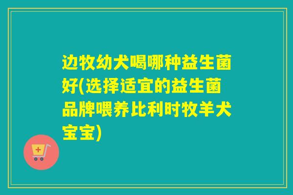 边牧幼犬喝哪种益生菌好(选择适宜的益生菌品牌喂养比利时牧羊犬宝宝)