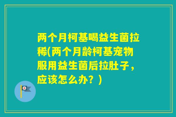 两个月柯基喝益生菌拉稀(两个月龄柯基宠物服用益生菌后拉肚子，应该怎么办？)