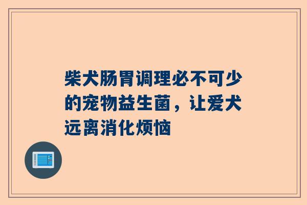 柴犬肠胃调理必不可少的宠物益生菌，让爱犬远离消化烦恼