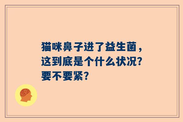 猫咪鼻子进了益生菌，这到底是个什么状况？要不要紧？